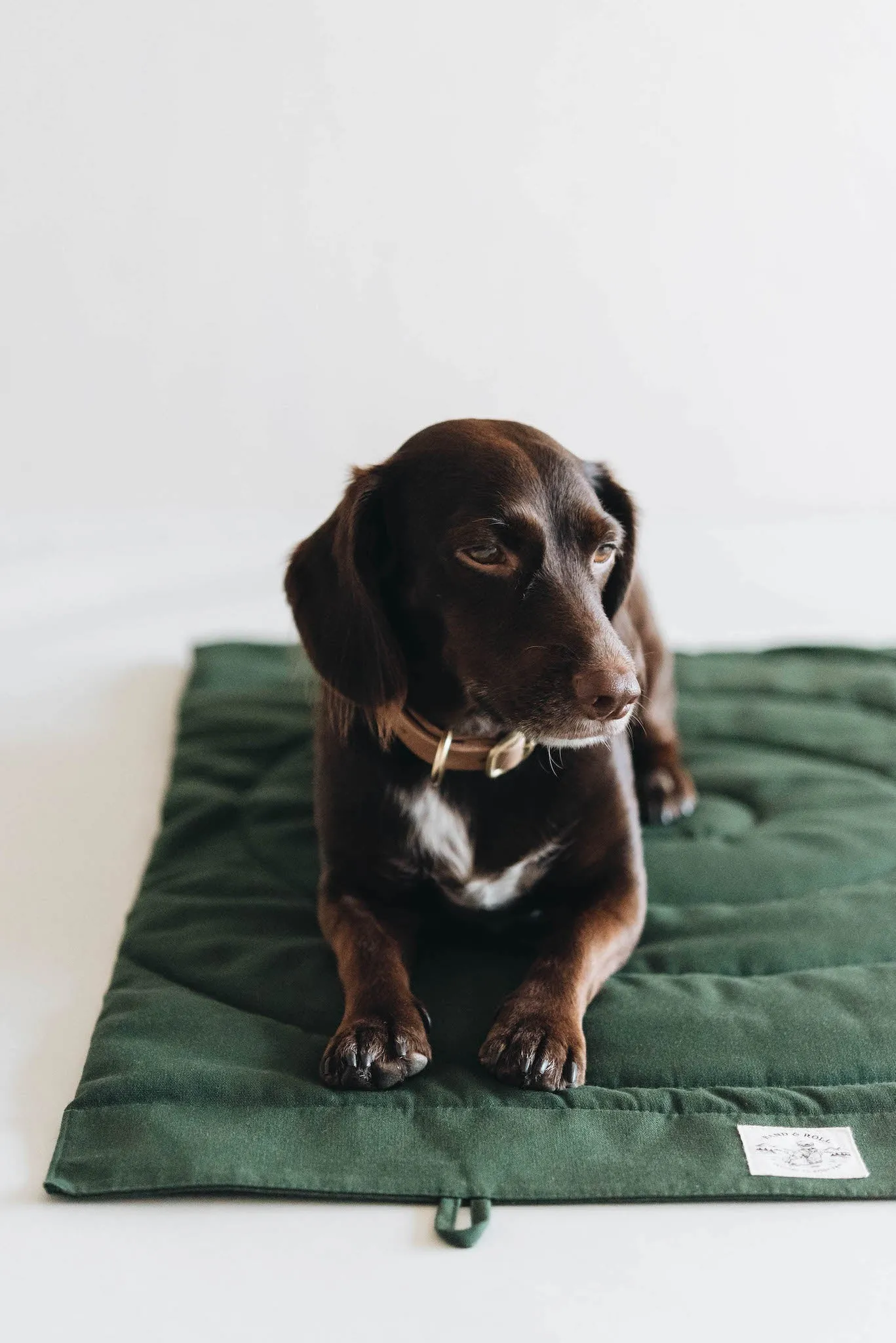 Compass Travel Dog Blanket