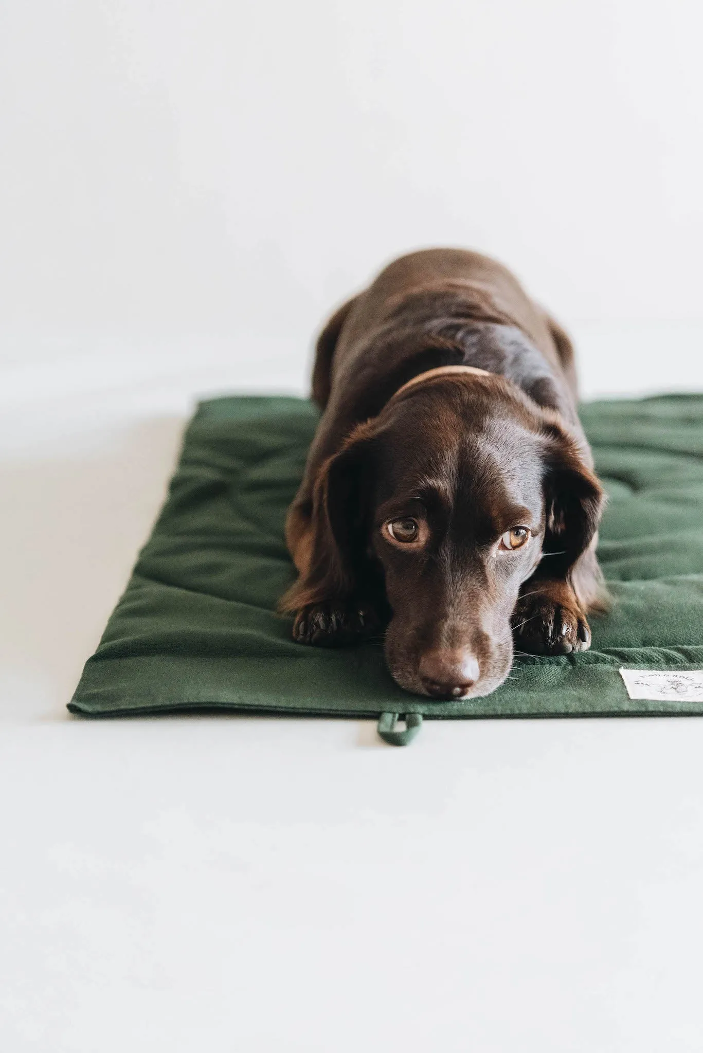 Compass Travel Dog Blanket