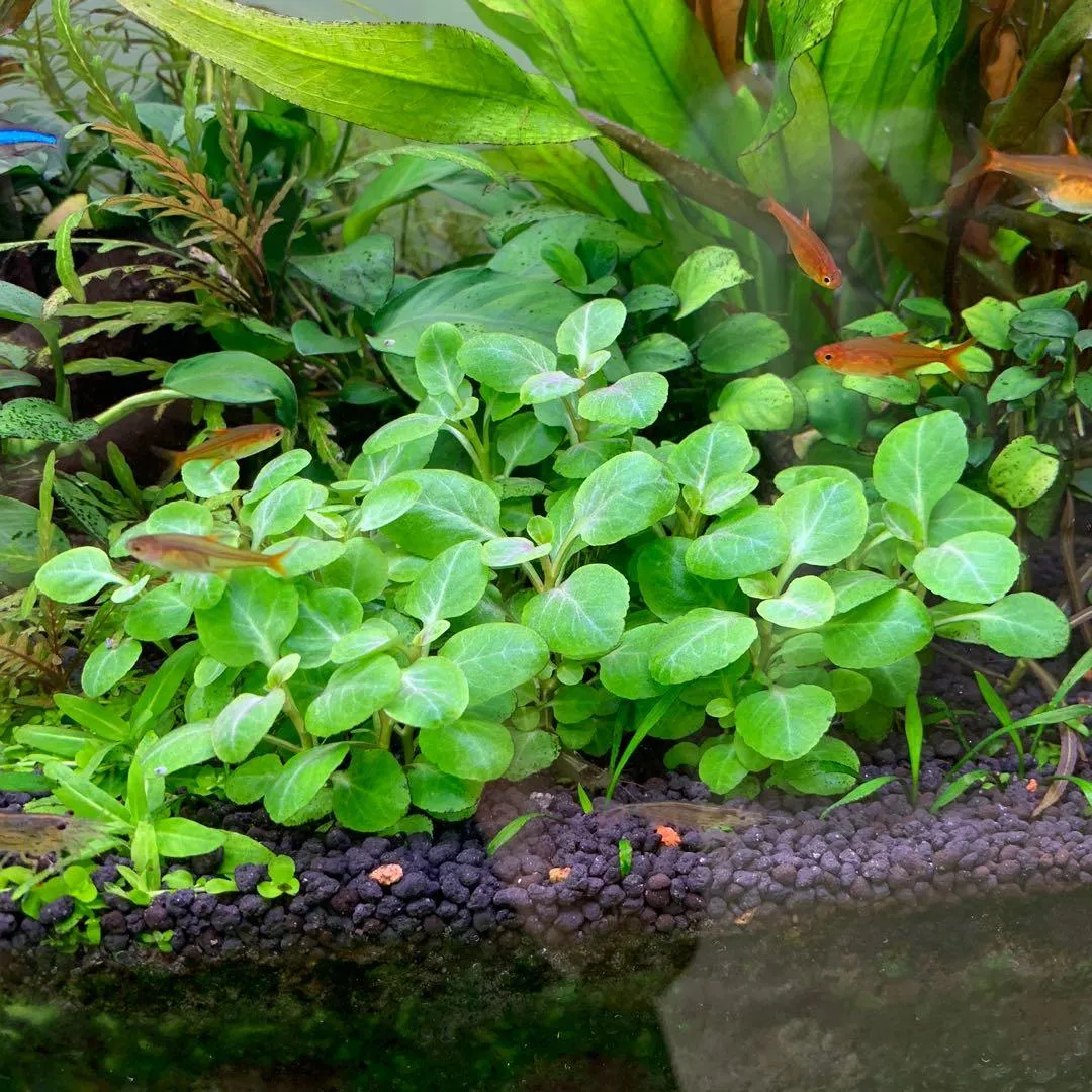 Dennerle Lobelia Cardinalis Mini