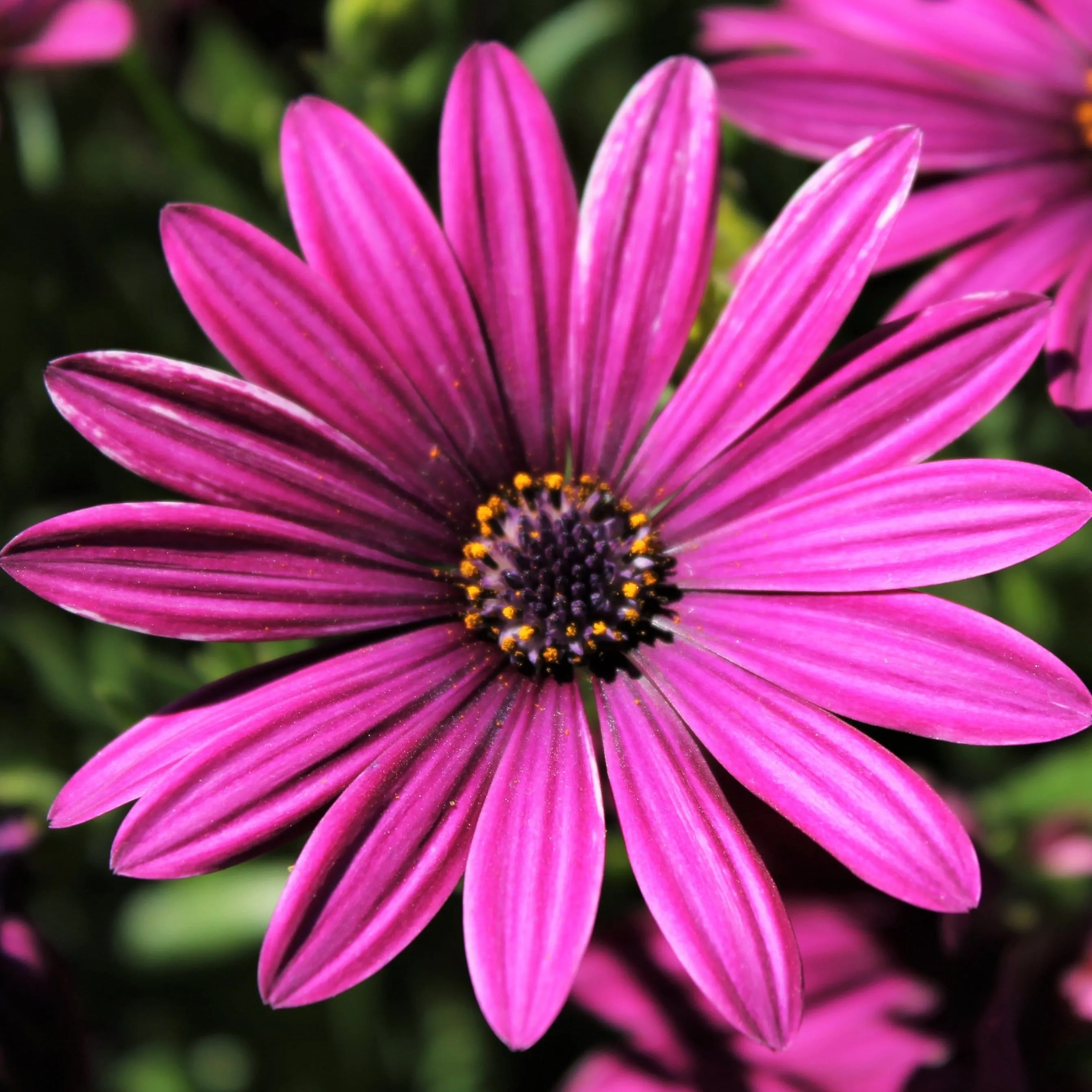 Osteospermum 'Tresco Purple'