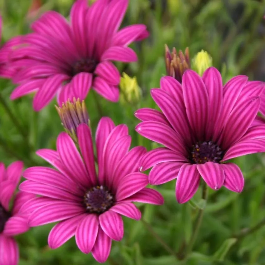 Osteospermum 'Tresco Purple'