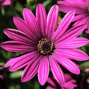 Osteospermum 'Tresco Purple'