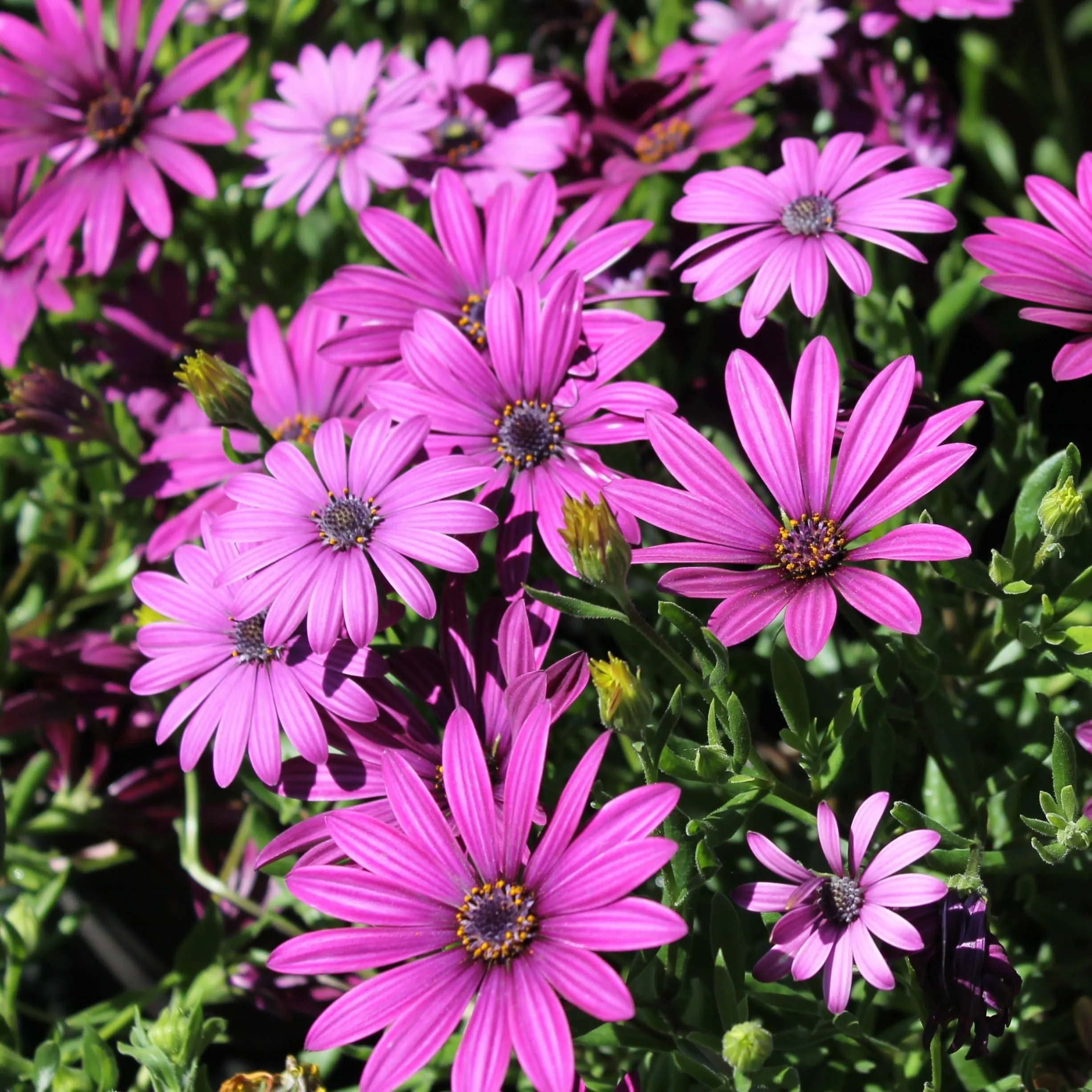 Osteospermum 'Tresco Purple'